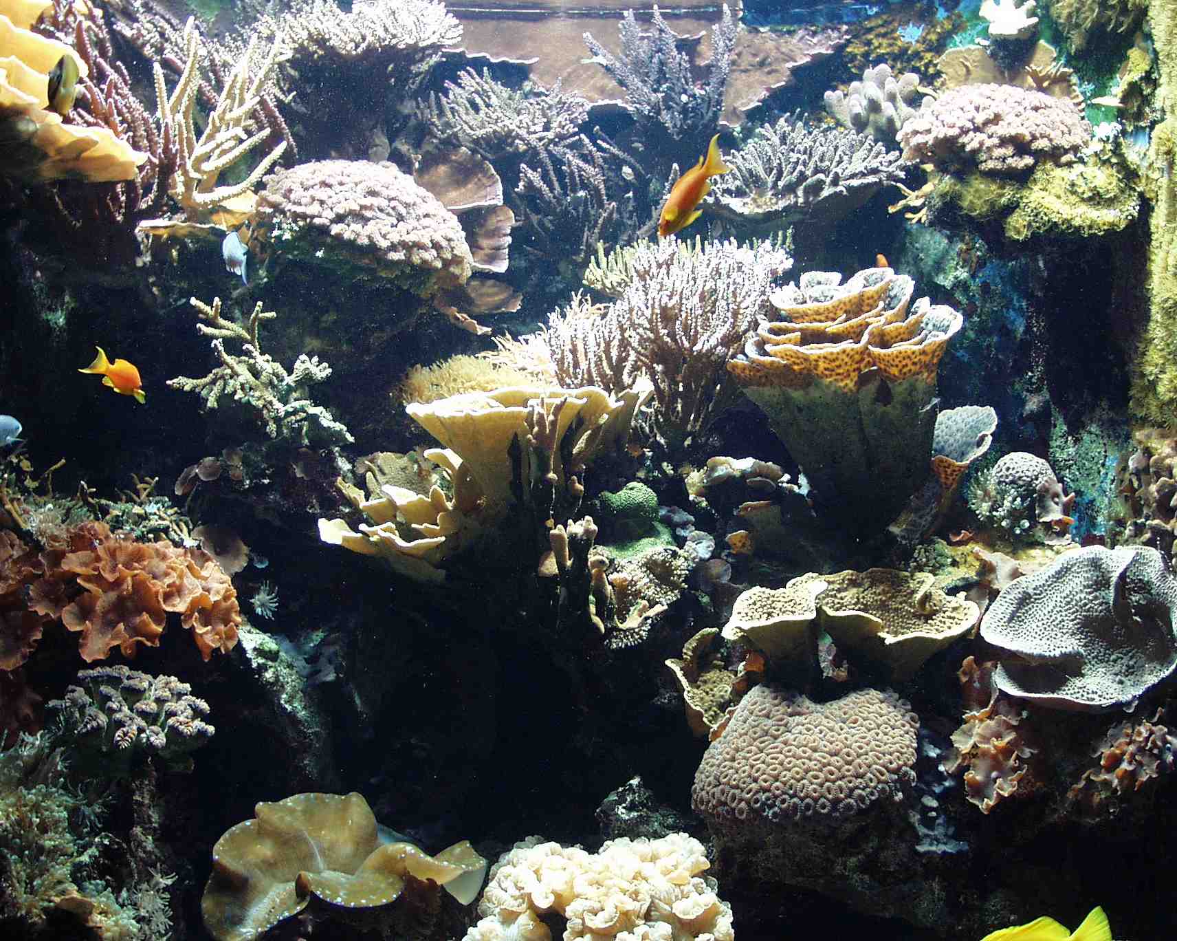 ../Images/002 Korallenlandschaft im Haus der Natur.jpg